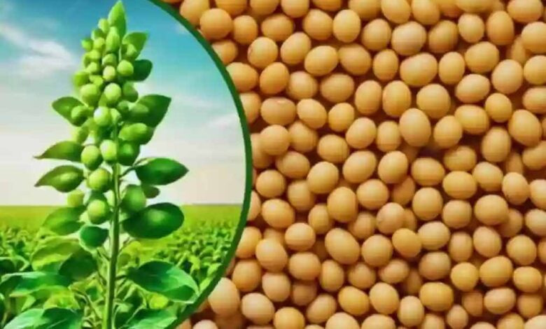 भावांतर-योजना-अपडेट:-आज-सोयाबीन-का-मॉडल-रेट-पहुँचा-4282-रुपये