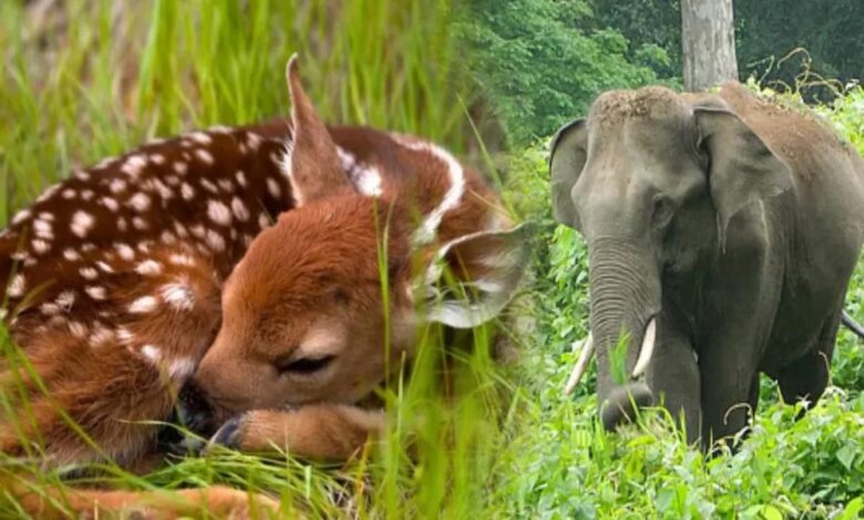 छत्तीसगढ़-में-जल्द-लागू-होगी-योजना,-लोग-अब-वन्य-प्राणियों-को-गोद-ले-सकेंगे