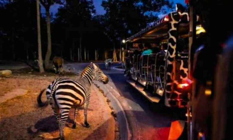 आज-से-बंद-हुई-नाइट-सफारी:-टाइगर-रिज़र्व-के-बफ़र-जोन-में-नया-नियम-लागू