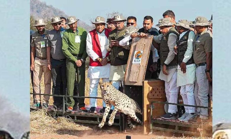 अंतर्राष्ट्रीय-चीता-दिवस-पर-बड़ा-कदम:-cm-मोहन-यादव-ने-तीन-चीतों-को-जंगल-में-किया-रिलीज