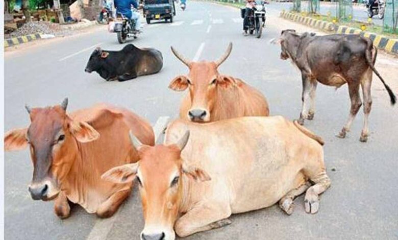 सड़कों-पर-आवारा-पशुओं-से-बढ़-रही-दुर्घटनाएँ:-नगर-निगम-अब-मालिकों-पर-दर्ज-करेगा-fir
