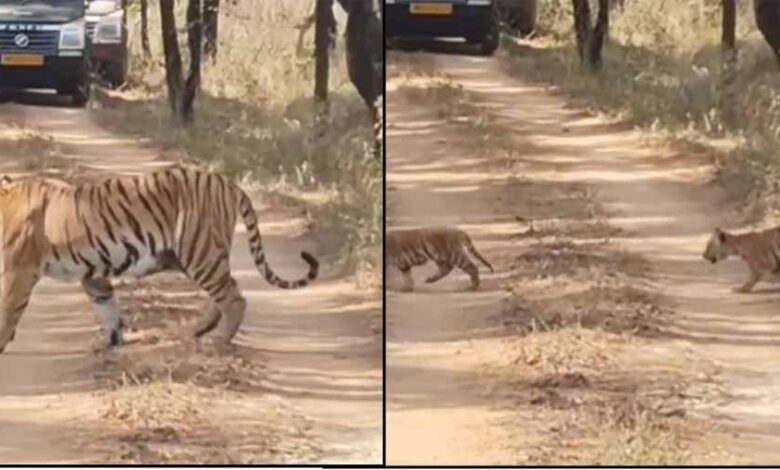 सिवनी-में-वन्यजीवन-का-अद्भुत-नज़ारा:-पांच-शावकों-संग-नजर-आई-‘जुगनी’-बाघिन,-वीडियो-ने-जीता-दिल
