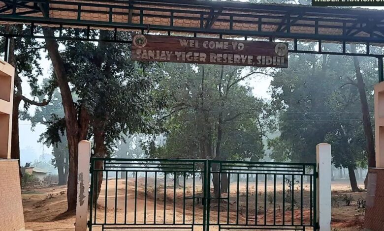 संजय-टाइगर-रिजर्व-में-सर्वे,-शाकाहारी-और-मांसाहारी-प्राणियों-का-आकलन,-मिली-खुशखबरी