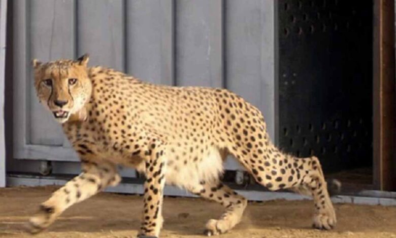 मध्य-प्रदेश-कैबिनेट:-आठ-चीते-26-जनवरी-को-बोत्सवाना-से-मध्य-प्रदेश-पहुंचेंगे,-सरकार-ने-दी-जानकारी