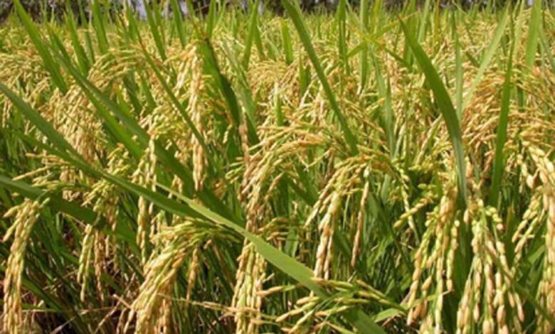 दुनिया-भर-में-छाया-भारतीय-बासमती-का-जलवा:-खुशबू-ने-बना-दिया-‘चावल-का-बादशाह’