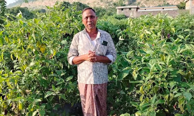 ग्राफ्टेड-बैंगन-से-बदली-खेती-की-तस्वीर-–-खरसिया-के-किसान-मुरलीधर-साहू-ने