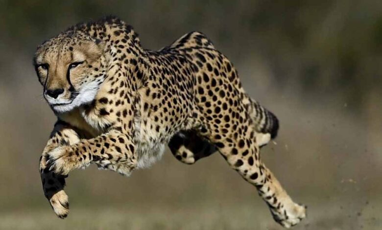 मध्य-प्रदेश-बना-धर्म,-पर्यटन-और-अध्यात्म-का-नया-केंद्र,-1,450-किलोमीटर-का-श्री-राम-वनगमन-पथ-होगा-प्रमुख-आकर्षण