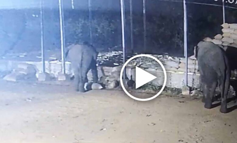 धान-खरीदी-केंद्र-में-हाथियों-का-आतंक,-रातभर-में-15-बोरी-धान-बरबाद