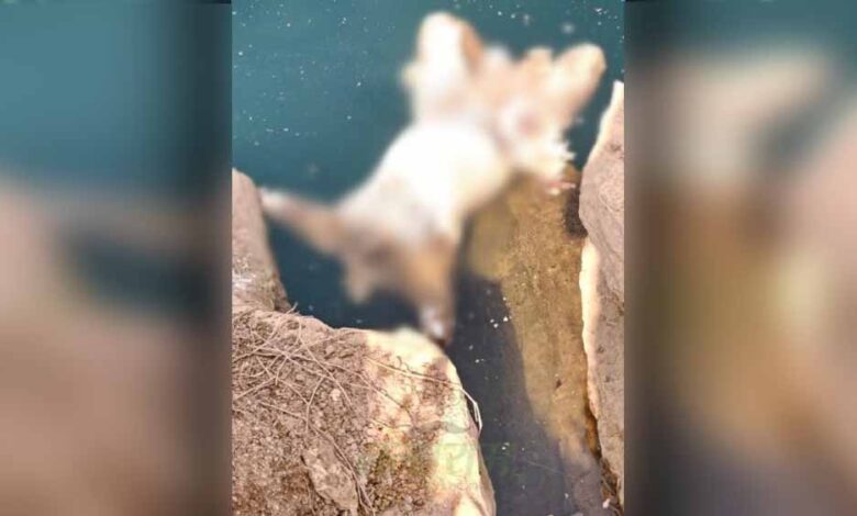 रायपुर-भयानक-मर्डर,-सिर-गायब,-दोनों-हाथ-कटे-शव-से-सनसनी