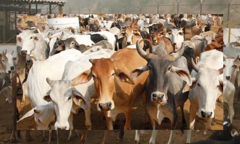 विकसित-भारत-का-कृषि-मॉडल:-गौ-आधारित-प्राकृतिक-खेती-और-स्वस्थ-जीवन