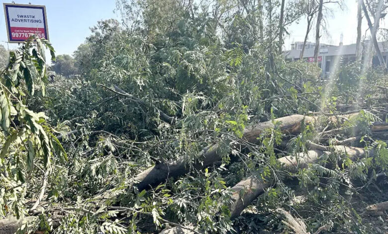 भोपाल-अयोध्या-बायपास-पर-ngt-का-बड़ा-फैसला,-पेड़ों-की-कटाई-पर-तत्काल-रोक