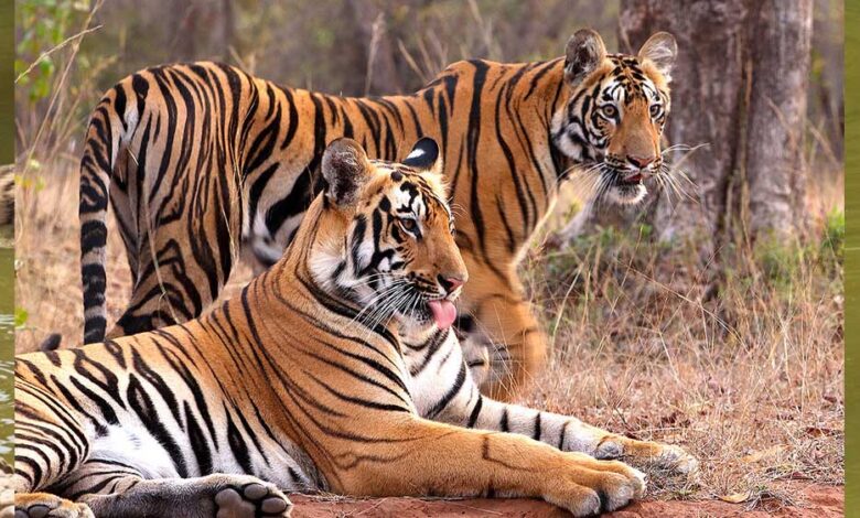 tiger-state-में-संकट,-इस-साल-mp-में-55-बाघों-की-मौत;-मुख्यमंत्री-ने-मांगी-रिपोर्ट