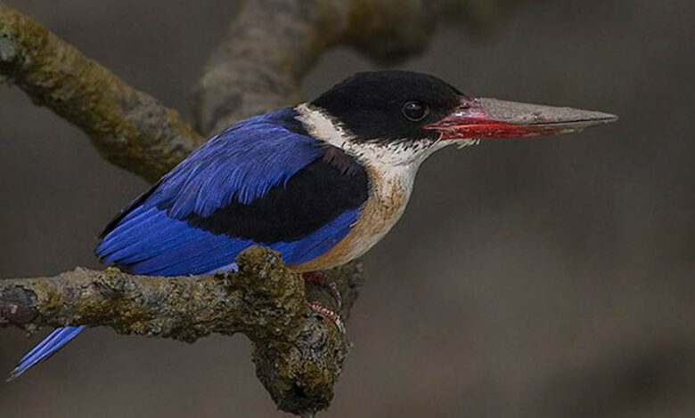 रायपुर-:-बारनवापारा-अभयारण्य-में-मिला-दुर्लभ-ब्लैक-कैप्ड-किंगफिशर