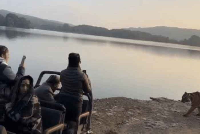 रणथंभौर-में-साइना-नेहवाल-के-सामने-आया-बाघ,-बेखौफ-अंदाज-में-कैमरे-में-किया-कैद