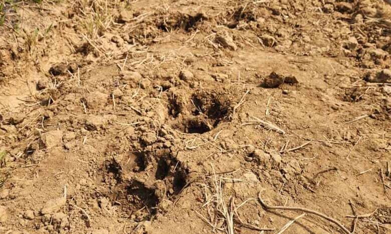 बस्तर-के-जंगलों-में-लौटी-बाघ-की-दहाड़,-दशकों-बाद-दिखे-वापसी-के-पुख्ता-संकेत