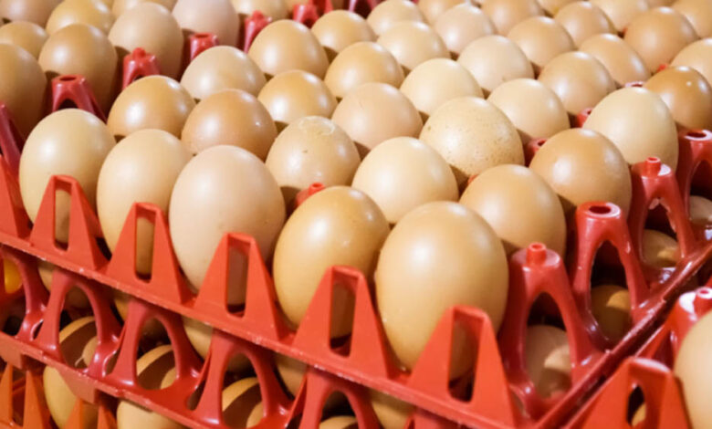 भारत-में-पोल्ट्री-फीड-महंगा,-लेकिन-अंडे-की-कीमत-दुनिया-में-सबसे-सस्ती,-जानिए-ब्राजील-और-अमेरिका-का-रेट