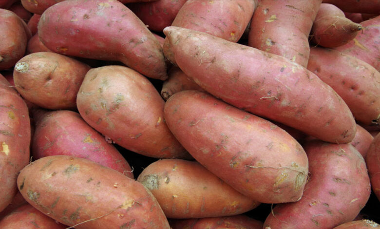 शकरकंद-को-मामूली-सब्जी-समझते-हैं?-इसके-6-गजब-फायदे-जानकर-आज-से-इसे-खाना-शुरू-कर-देंगे