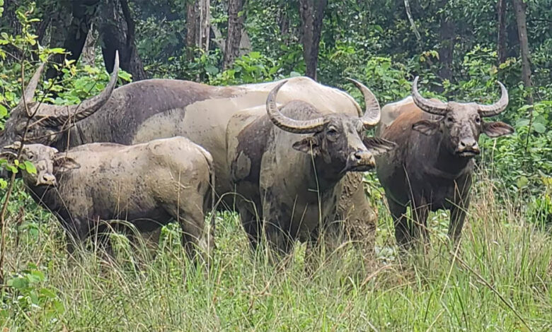 हथियारबंद-नक्सलियों-के-विस्तार-के-कॉरिडोर-अब-बनेंगे-जंगली-भैंसों-का-घर