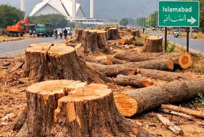इस्लामाबाद-में-29-हजार-पेड़ों-की-कटाई-पर-बवाल,-मंत्री-का-बयान—‘सेहत-के-लिए-नुकसानदेह-थे’