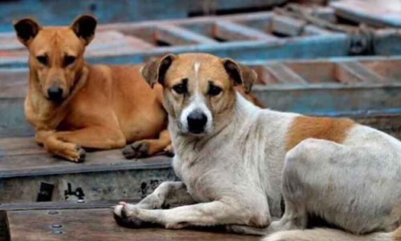 चुनावी-वादा-निभाने-के-नाम-पर-हैवानियत!-एक-हफ्ते-में-500-कुत्तों-की-हत्या,-गांवों-में-दहशत