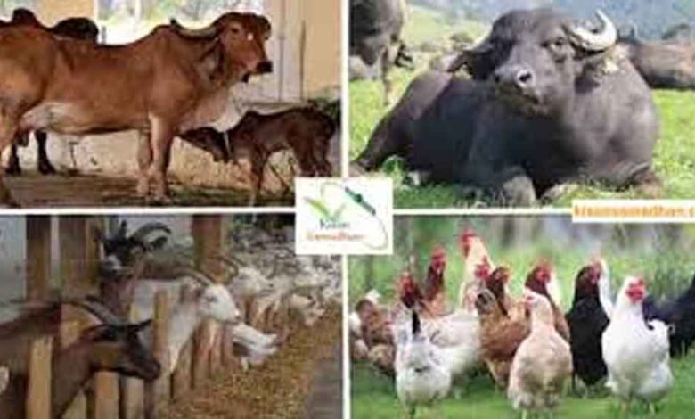 पशुपालन-एवं-पशु-कल्याण-को-लेकर-प्रदेश-भर-में-चलेगा-एक-माह-का-जागरूकता-अभियान
