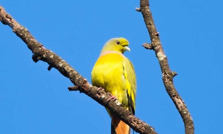 बारनवापारा-अभयारण्य-में-वर्षों-बाद-फिर-दिखी-दुर्लभ-वन्यजीव-झलक