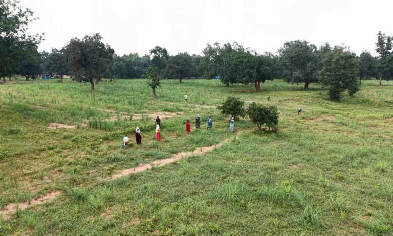 छोटे-किसानों-की-किस्मत-संवार-रही-लेमनग्रास-खेती