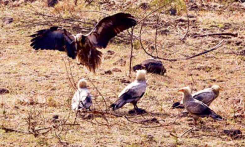 इंदौर में सफेद गिद्धों की संख्या में इजाफा, 9 साल बाद ‘आकाश के रक्षक’ की वापसी