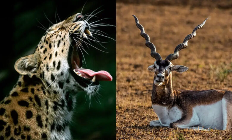 नौरादेही-अभ्यारण्य-में-अफ्रीकी-चीते-के-लिए-काले-हिरणों-का-इंतजाम,-तैयार-हैं-शिकार-के-लिए