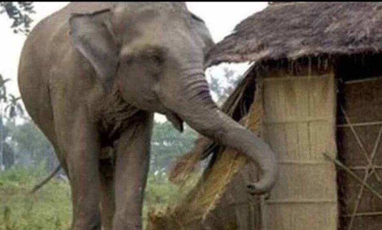 हाथियों-के-दल-का-खाड़ा-गांव-में-हमला,-मकान-तोड़ा,-दो-गायों-की-मौत
