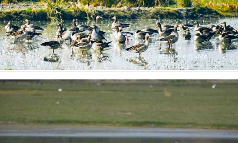 वेटलैंड-दिवस-से-पहले-उत्तर-प्रदेश-को-बड़ा-उपहार