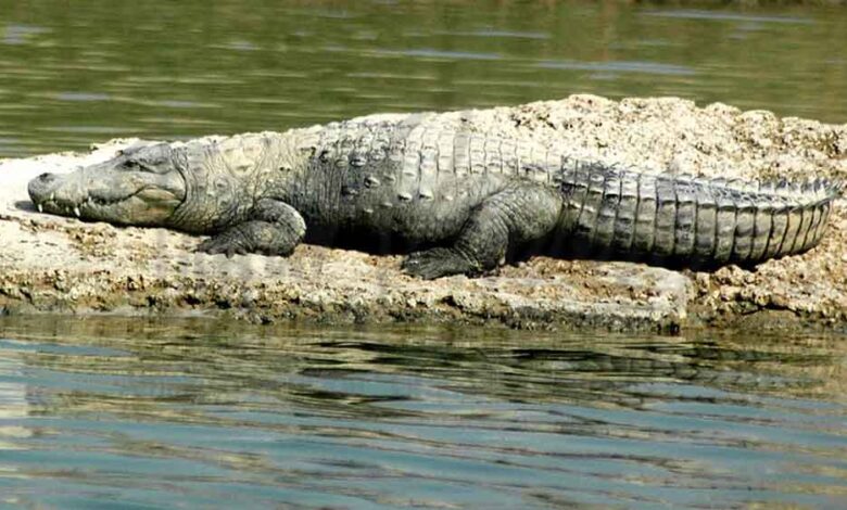 मध्य-प्रदेश-सरकार-ने-चंबल-में-घड़ियालों-के-घोंसलों-को-बचाने-की-योजना-बनाई,-जल्द-होगा-सर्वे
