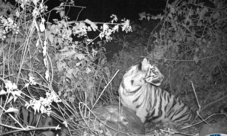 भोरमदेव-अभ्यारण्य-में-फिर-गूंजी-बाघों-की-दहाड़,-कैमरा-ट्रैप-में-कैद-हुई-बाघ–बाघिन-की-जोड़ी