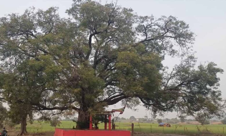 पन्ना-में-100-साल-से-पुराने-वृक्षों-की-खोज,-बरगद,-पीपल-और-नीम-सहित-कई-पेड़ों-का-दस्तावेजीकरण