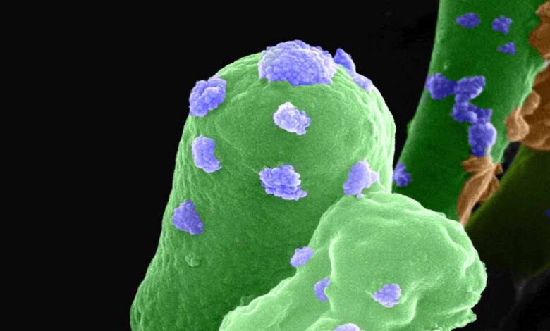 भारतीय-वैज्ञानिकों-ने-मंगल-की-मिट्टी-से-ईंट-बनाने-की-तकनीक-विकसित,-भविष्य-के-मंगल-मिशन-होंगे-आसान