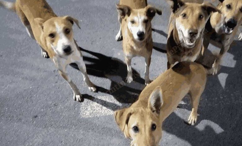 आवारा-कुत्तों-से-निजात-दिलाएंगे-शेल्टर-होम-व-एबीसी-सेंटर