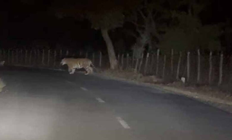 अमरकंटक में सड़क पर दिखा बाघ, गुजरते शिक्षक ने मोबाइल में कैद किया रोमांचक नज़ारा