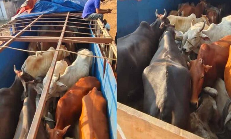 मध्यप्रदेश-पुलिस-की-अवैध-गौवंश-एवं-पशु-तस्करी-पर-बड़ी-कार्रवाई