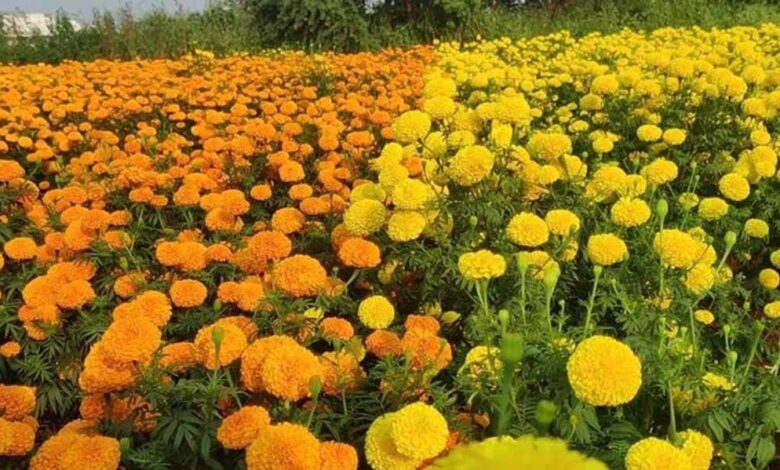 सिंहस्थ-के-लिए-4200-हेक्टेयर-में-होगी-फूलों-की-खेती,-विशेष-क्लस्टर-बनाए-जाने-की-योजना,-केंद्र-से-मंजूरी-मांगी