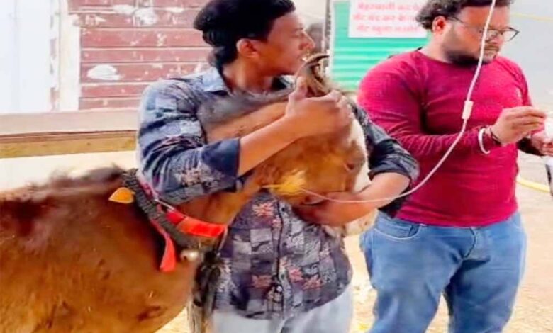 टोल-फ्री-नम्बर-1962-बना-लाइफ-लाइन,-घोड़े-के-बच्‍चे-को-मिला-नया-जीवन