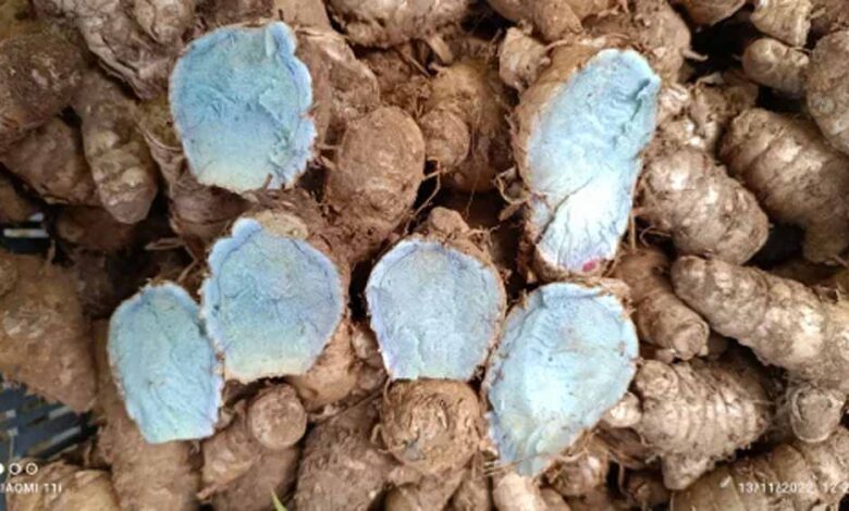 पीली-हल्दी-तो-सभी-खाते-हैं,-लेकिन-क्या-आपने-कभी-सुनी-है-‘नीली-हल्दी’?-जानिए-इसके-चमत्कारी-औषधीय-फायदे