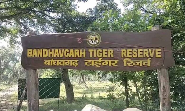 बांधवगढ़-टाइगर-रिजर्व-में-लापरवाही-भारी-पड़ी:-नियम-तोड़ने-पर-17-चालक-और-गाइडों-को-नोटिस