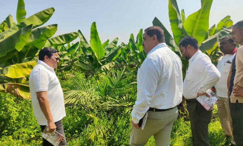 खाद्य-तेल-में-आत्मनिर्भरता-की-ओर-छत्तीसगढ़-:-राज्य-में-10,796-हेक्टेयर-क्षेत्रों-में-ऑयल-पाम-की-खेती