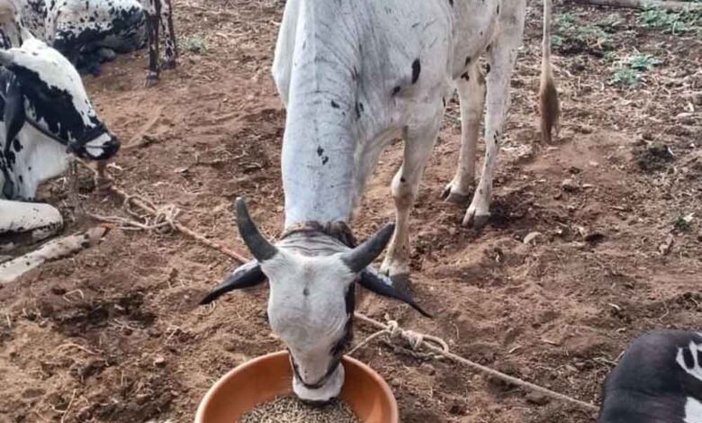 नस्ल-सुधार-से-पशुपालकों-की-आय-बढ़ाने-की-दिशा-में-‘हिरण्यगर्भा-अभियान’-मजबूत-आधार