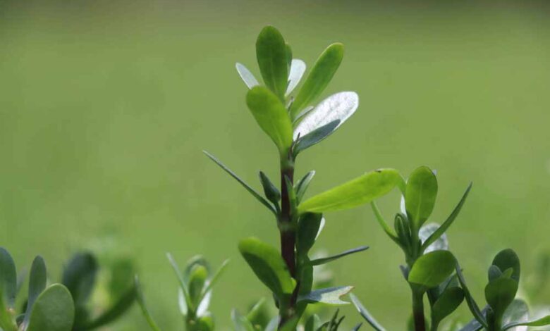 धान-से-ब्राम्ही-तक:-कम-लागत-में-ज्यादा-मुनाफे-की-राह-पर-किसान