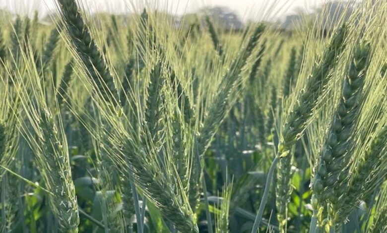 अचानक-बढ़ी-गर्मी-से-गेहूं-की-फसल-पर-खतरा,-किसानों-की-बढ़ी-चिंता