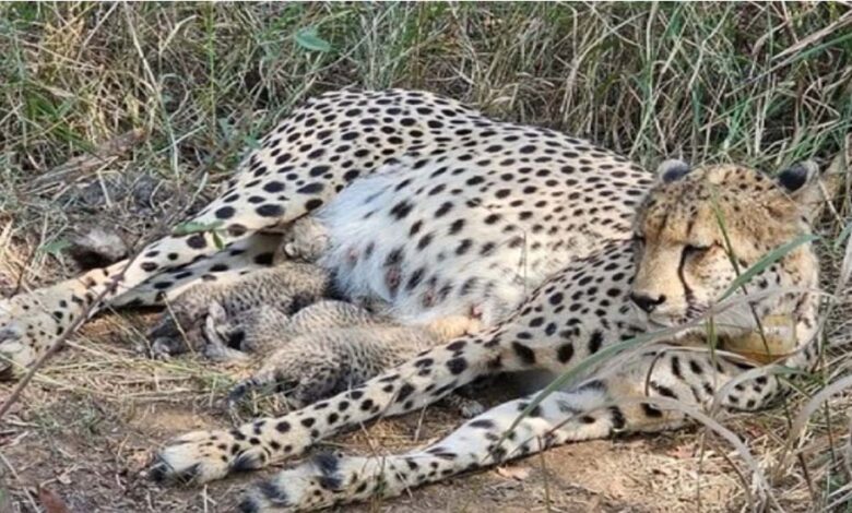 कूनो-में-खुशखबरी:-‘गामिनी’-ने-दिया-3-शावकों-को-जन्म,-चीतों-का-कुनबा-बढ़कर-हुआ-38