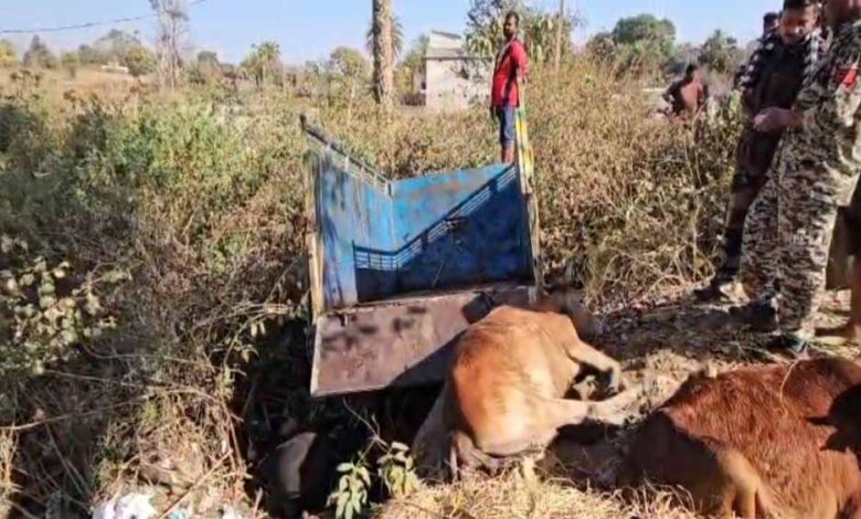 छत्तीसगढ़-से-झारखंड-गौवंश-तस्करी-का-खुलासा,-पुलिस-पीछा-में-पलटी-पिकअप,-3-गायों-की-मौत