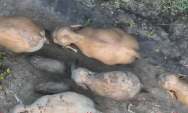 जंगल-की-दिल-छू-लेने-वाली-तस्वीर:-मादा-हथिनी-की-छाया-में-सुरक्षित-दिखे-नन्हें-गजराज