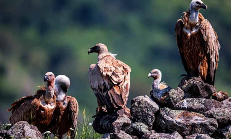 पहली-बार-ऑनलाइन-ऐप-से-होगी-गिद्ध-गणना